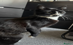 British Shorthair cats for sale: Female cat - Image 3