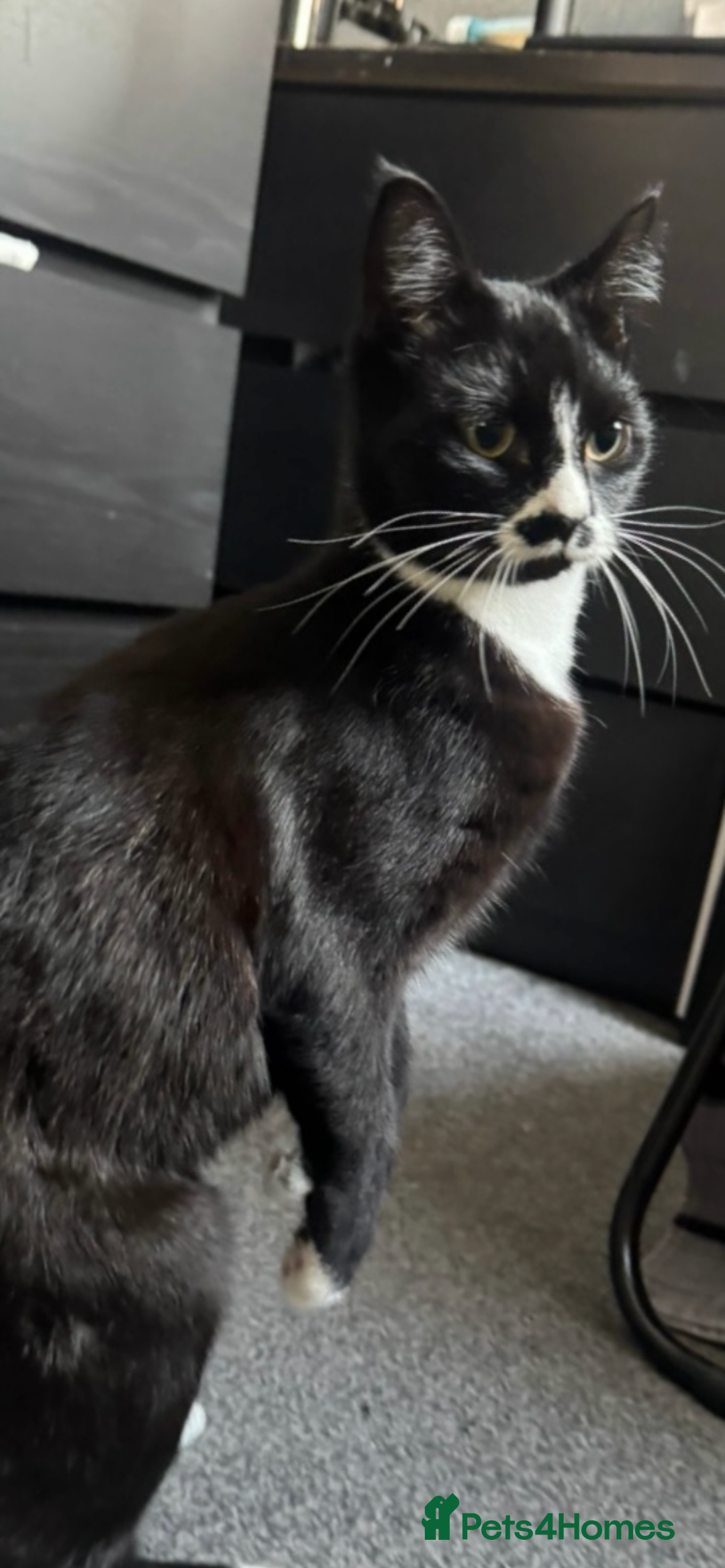 British Shorthair cats for sale: Female cat - Image 3