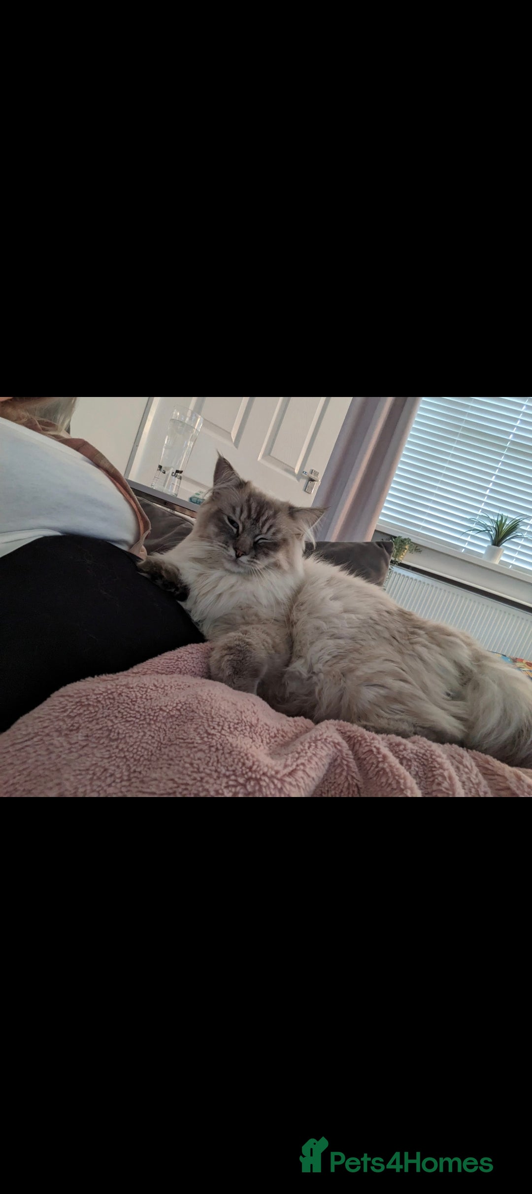 Ragdoll cats for sale: 2 year old ragdoll male - Image 2
