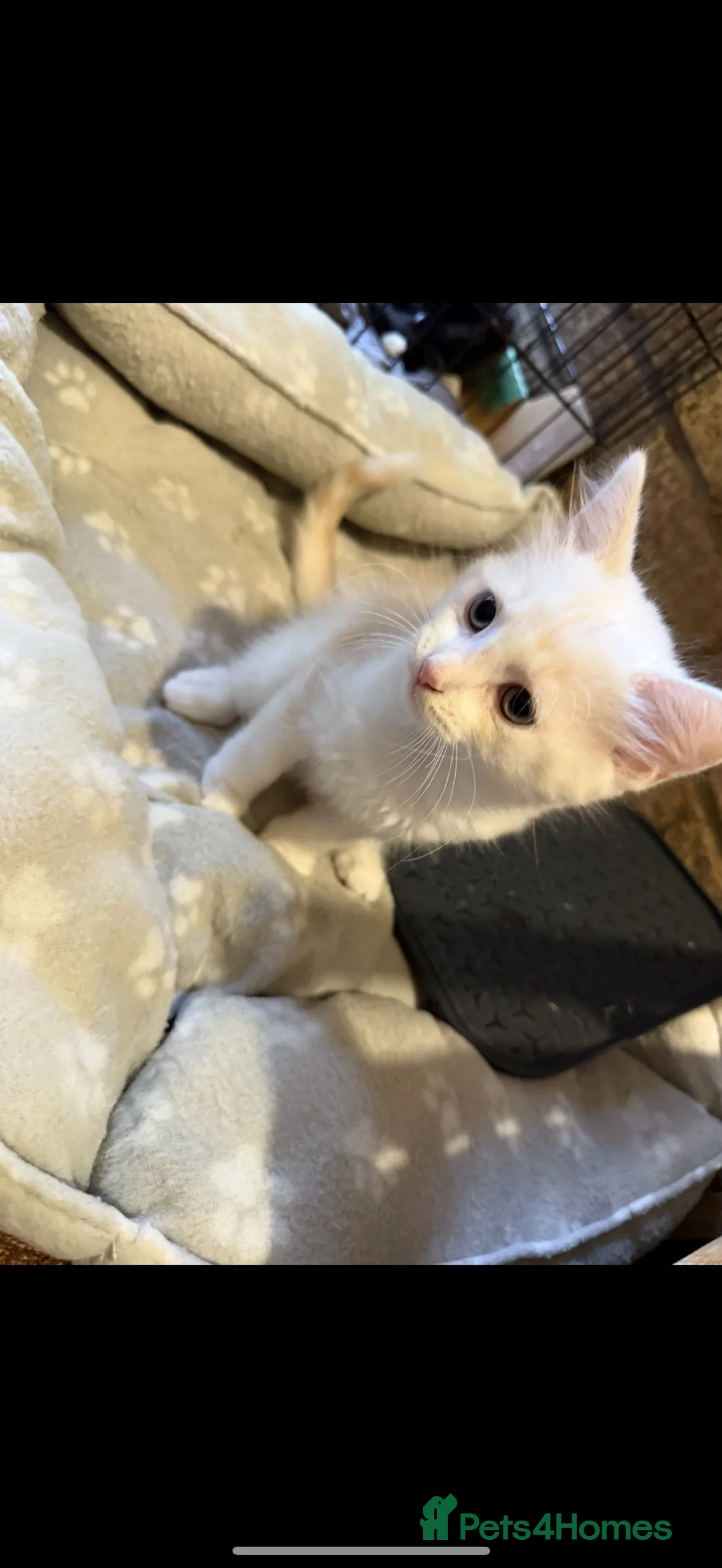 Mixed Breed cats for sale: 2 kittens for sale  - Advert 4