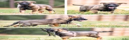 German Shepherd dogs for sale: Top Working Line KC GSD  - Advert 4
