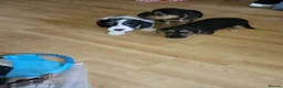 Mixed Breed dogs for sale: Terrier puppies - Advert 2