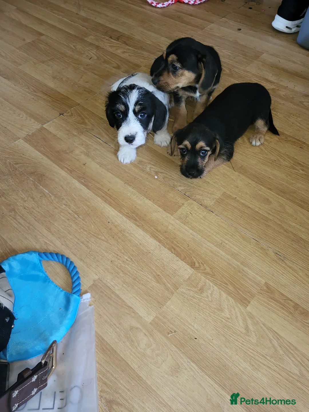 Mixed Breed dogs for sale: Terrier puppies - Advert 2