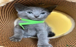 Russian Blue cats for sale: Pure Breed Russian Blue TICA registered  - Image 6