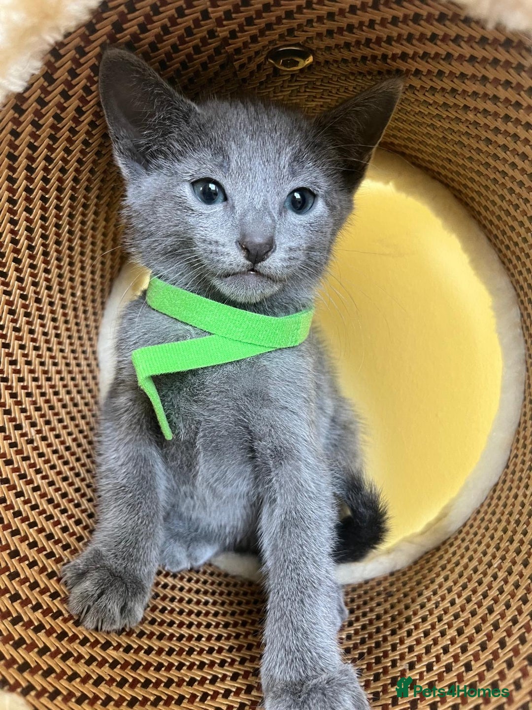 Russian Blue cats for sale: Pure Breed Russian Blue TICA registered  - Image 6