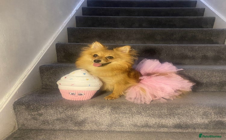 Pomeranian dogs - Advert 10