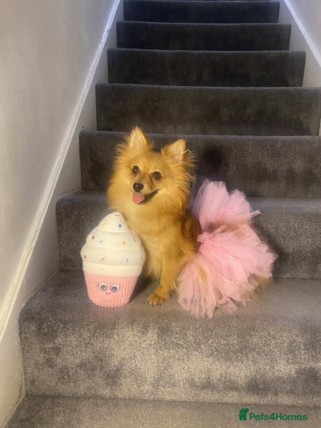 Pomeranian dogs for sale:  1 year old Pomeranian  - Image 1
