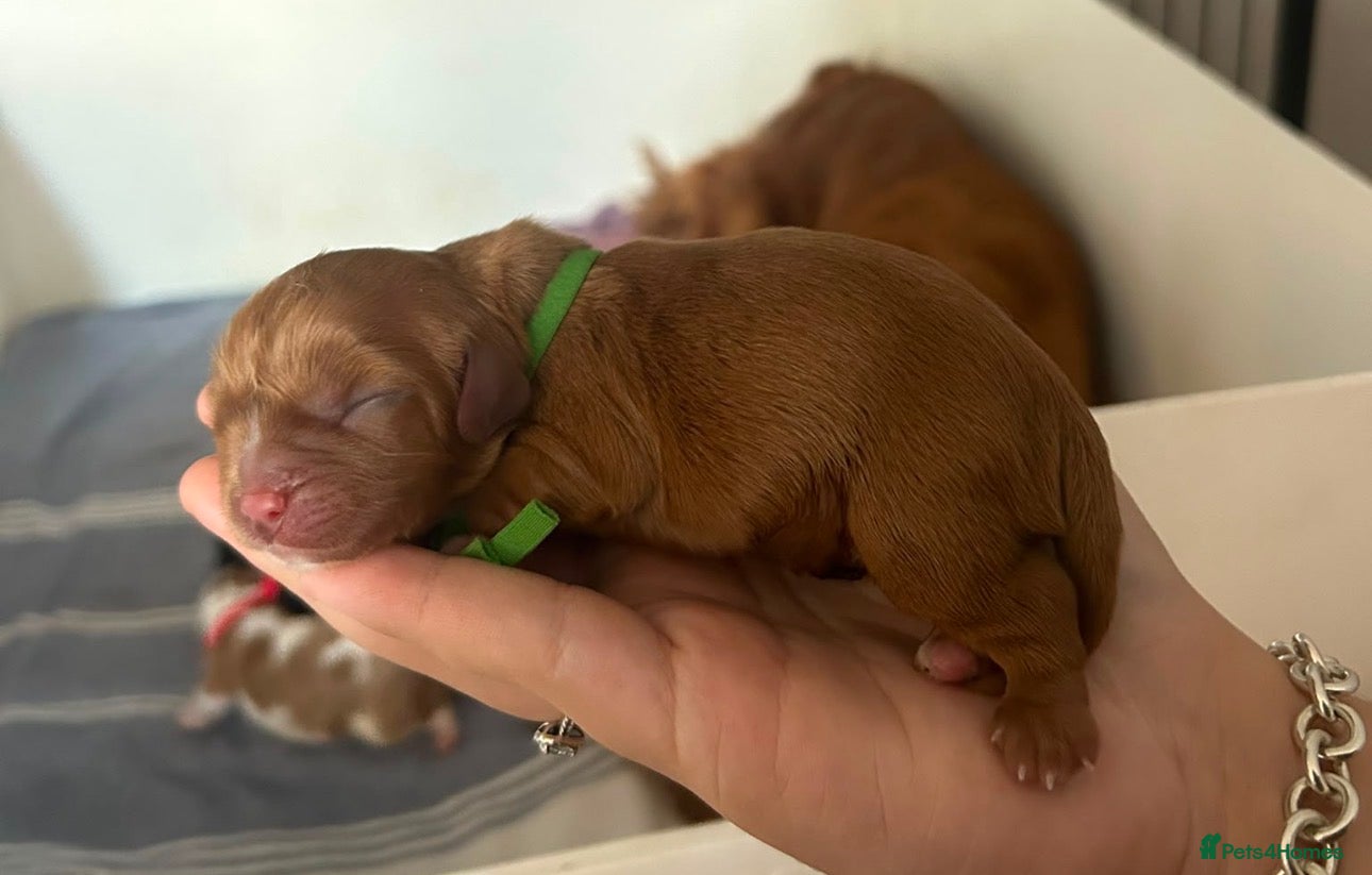 Cavalier King Charles Spaniel dogs Exquisite CKCS Pups - Coi 1%!!!  - Advert 2