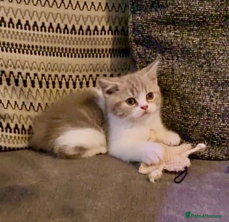 Scottish Fold cats TICA REG CHAMPION LINE FAWN BICOLOUR  GIRL 🧸 - Advert 1