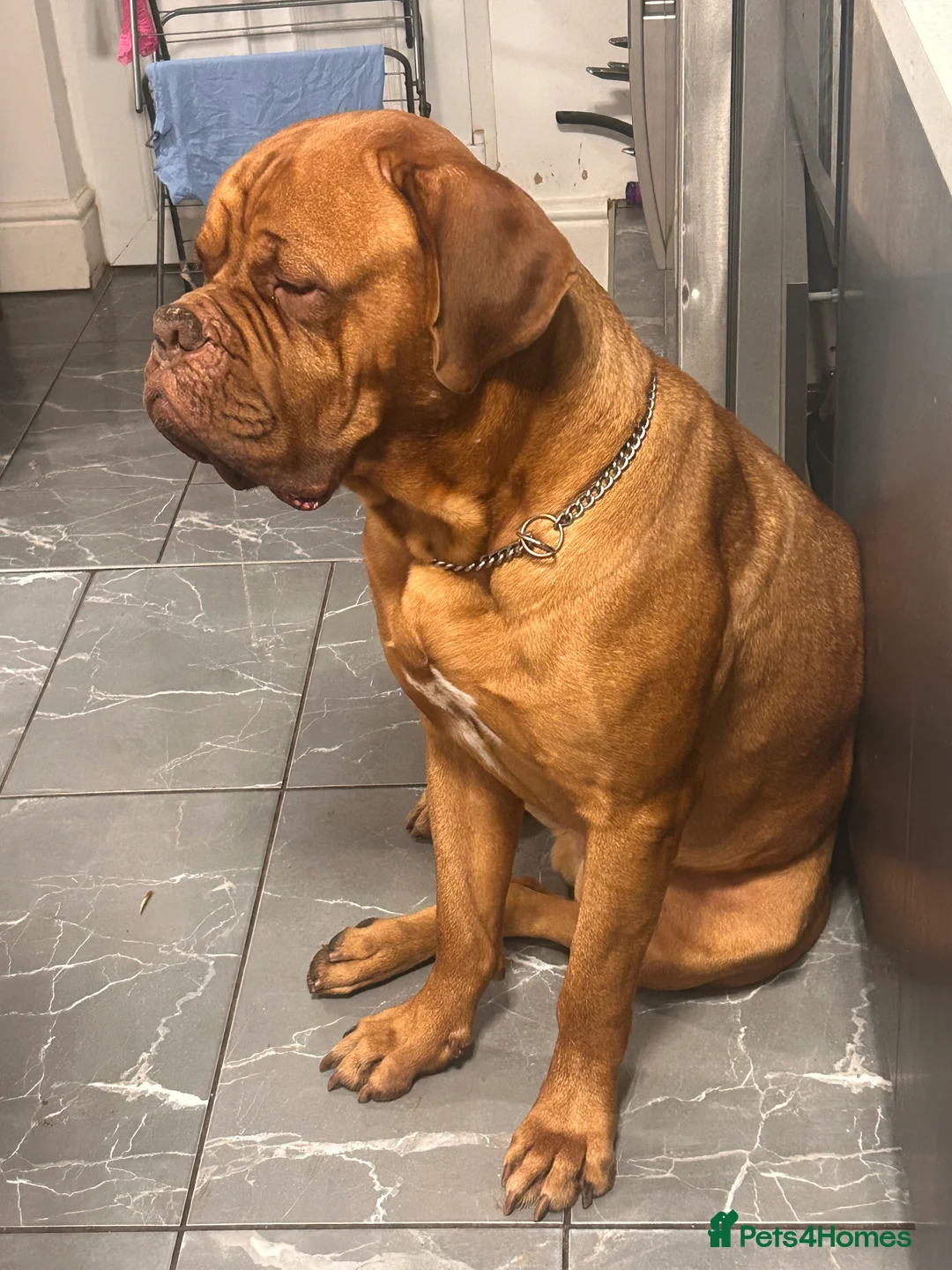 Dogue De Bordeaux dogs for stud: Full pedigree Proven dogue de bordeux Stud   - Advert 8