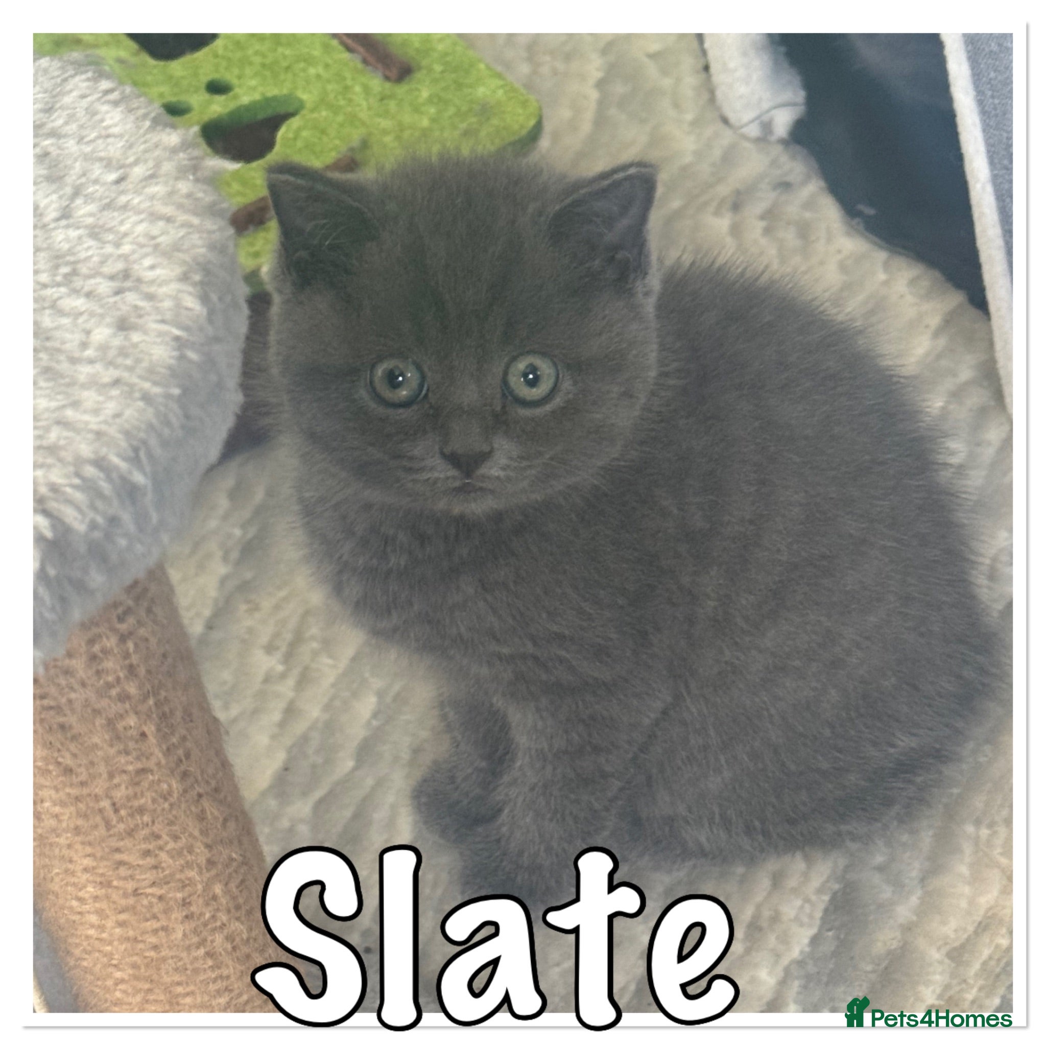British Shorthair cats British shorthair - ready now  - Advert 2