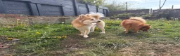 Pomeranian dogs for stud: PROVEN Pomeranian for STUD  - Advert 4