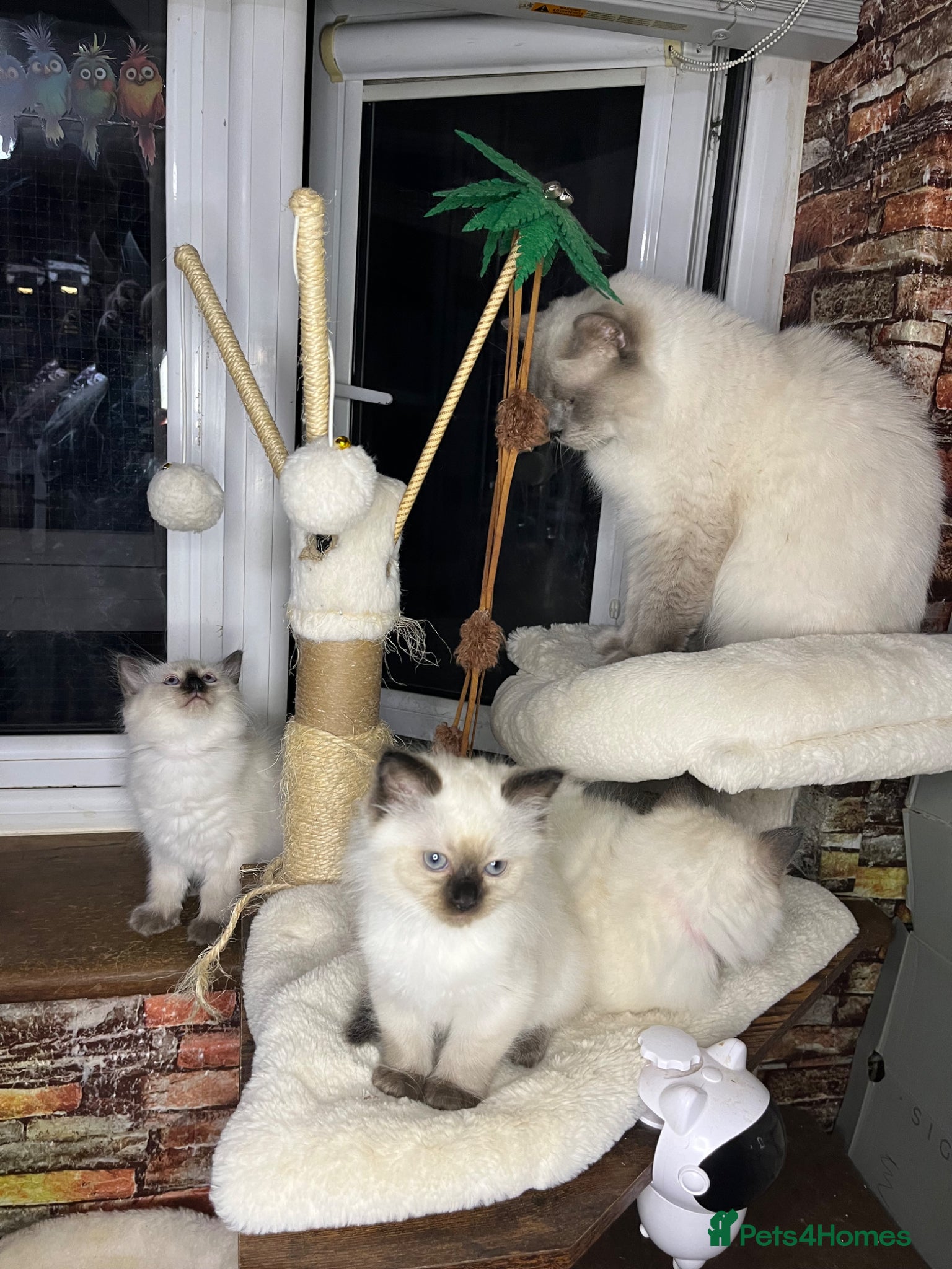 Ragdoll cats 💖Fabulous Pure Ragdoll Kittens Waiting for Love❤️ - Advert 2