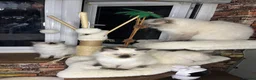 Ragdoll cats for sale: 💖Fabulous Pure Ragdoll Kittens Waiting for Love❤️ - Advert 39
