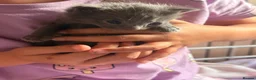 Mixed Breed cats for sale: Beautiful  kittens  - Advert 10