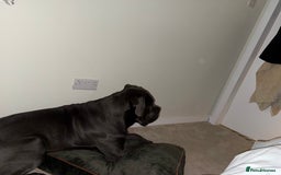 Cane Corso dogs for sale: Dog cane corso - Image 1
