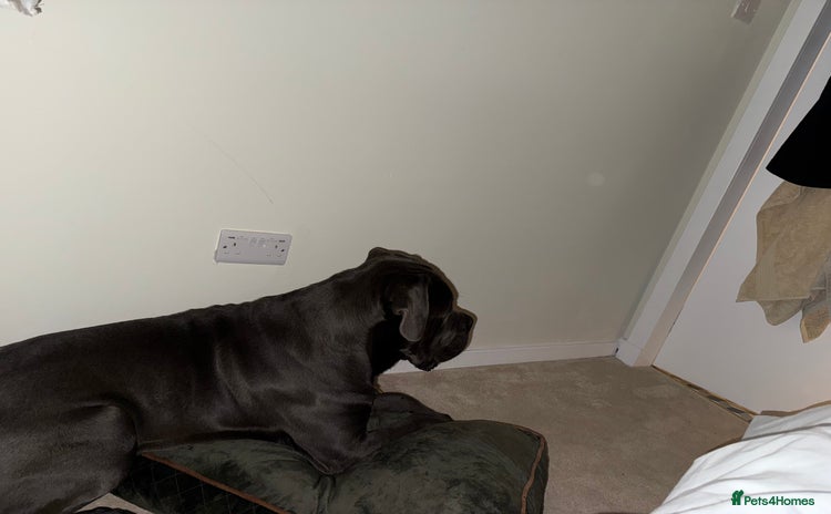 Cane Corso dogs - Advert 10
