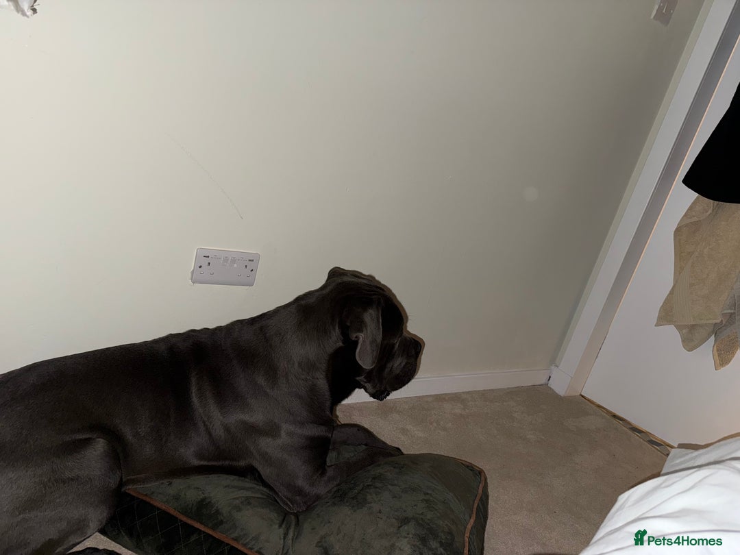 Cane Corso dogs for sale: Dog cane corso - Image 1