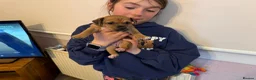 Jack Russell dogs for sale: Beautiful small bred Jack Russell puppies  - Advert 15