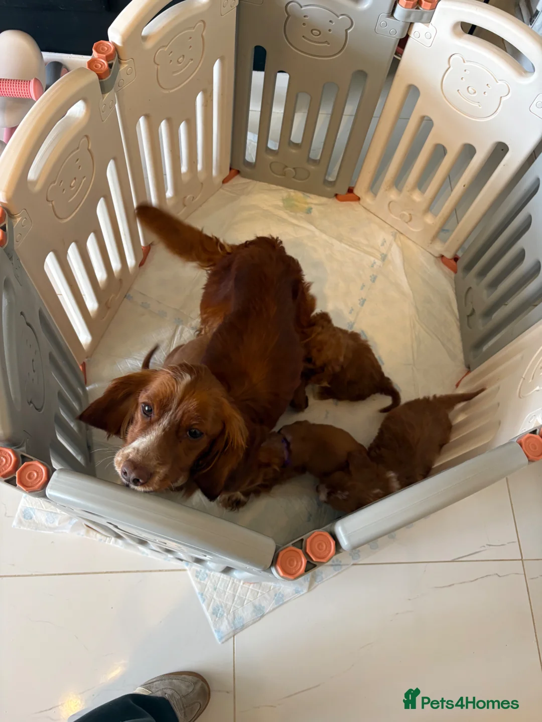 Cockapoo dogs for sale: 🐶REDUCED🐶 F1 Red Cockapoos (Health Tested) ❤️ - Advert 31