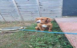 Cocker Spaniel dogs for sale: Chase  - Image 1