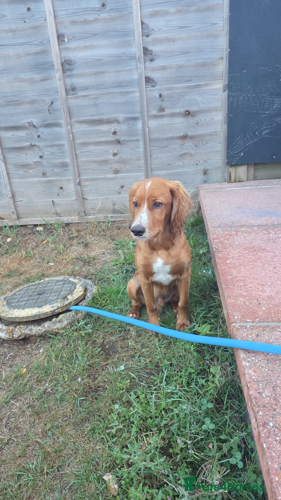 Cocker Spaniel dogs for sale: Chase  - Image 1