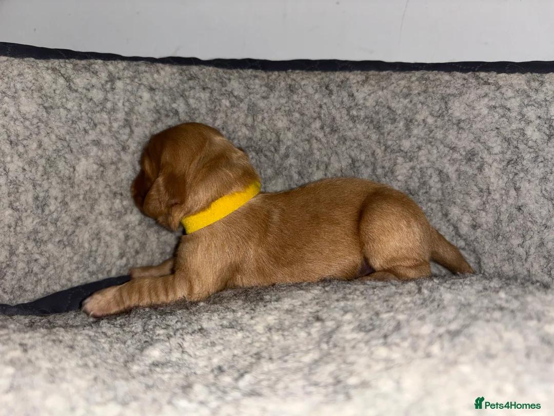 Cocker Spaniel dogs for sale: Working Cocker Spaniel Puppies - Advert 14