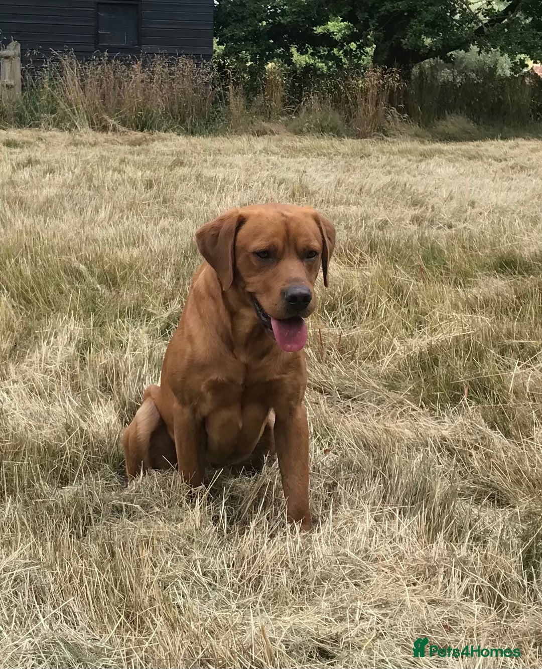 Labrador Retriever dogs for stud: Fully Health Tested Labrador for stud in Ashford - Image 3