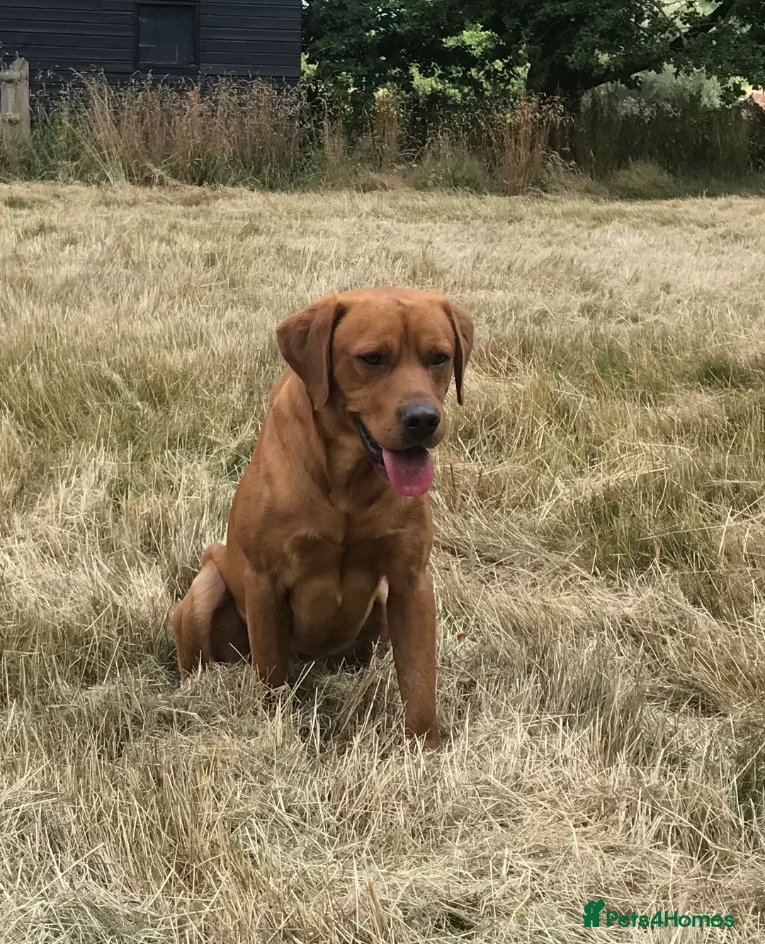 Labrador Retriever dogs for stud: Fully Health Tested Labrador for stud in Ashford - Advert 3