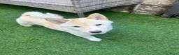 Japanese Shiba Inu dogs for sale: Cream Shiba Inu  - Advert 5