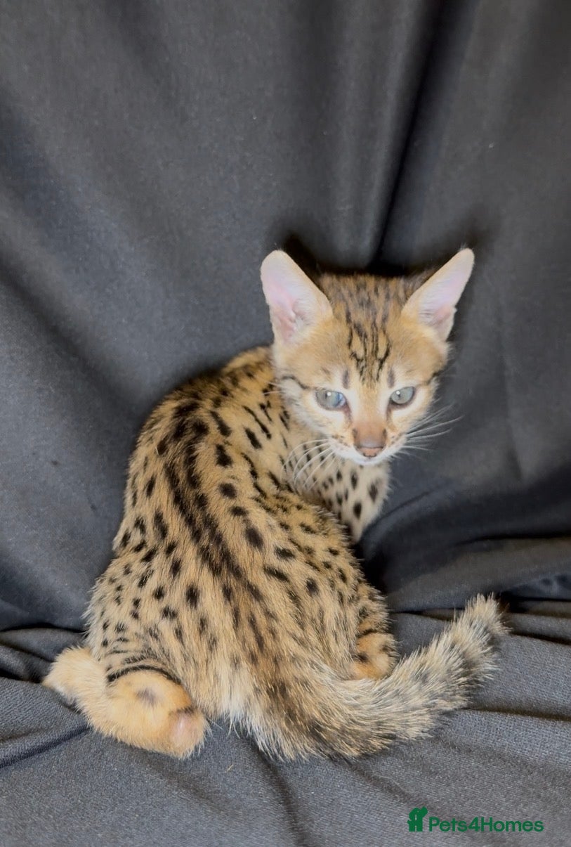 Savannah cats Exceptional Quality Tica Regist. Savannah kittens - Advert 1