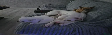 American Bulldog 1
