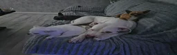 American Bulldog dogs for sale: American x bulldog in Blackpool - Advert 3