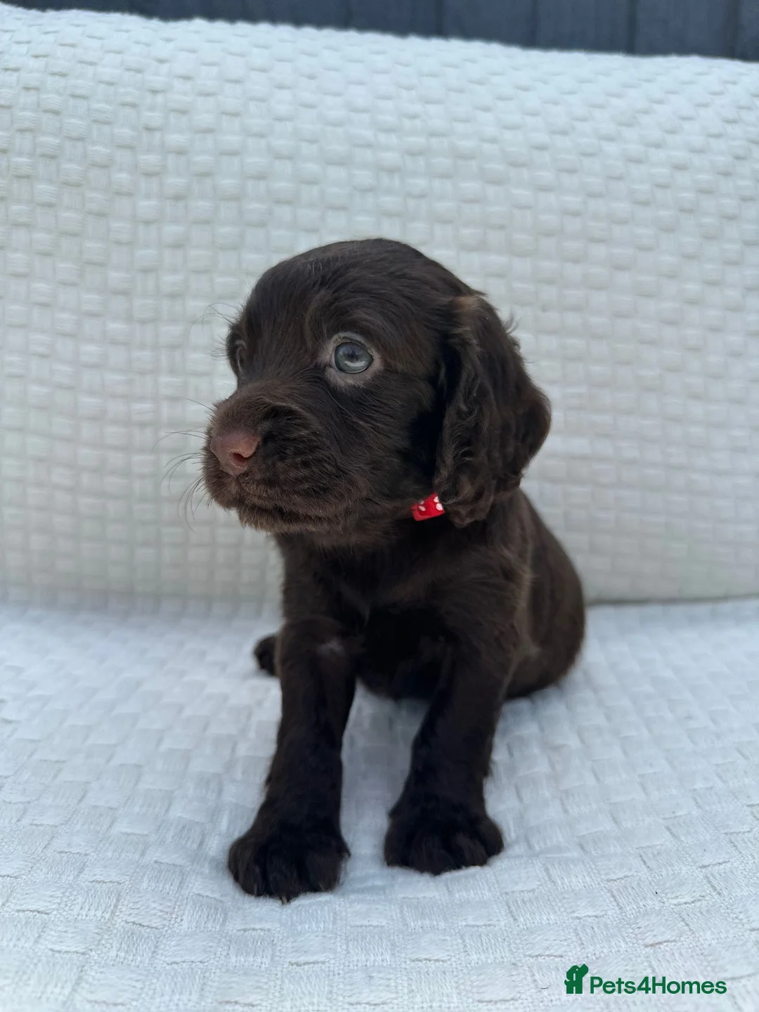 Cocker Spaniel dogs for sale: Working Cocker Spaniel Puppies  - Advert 1