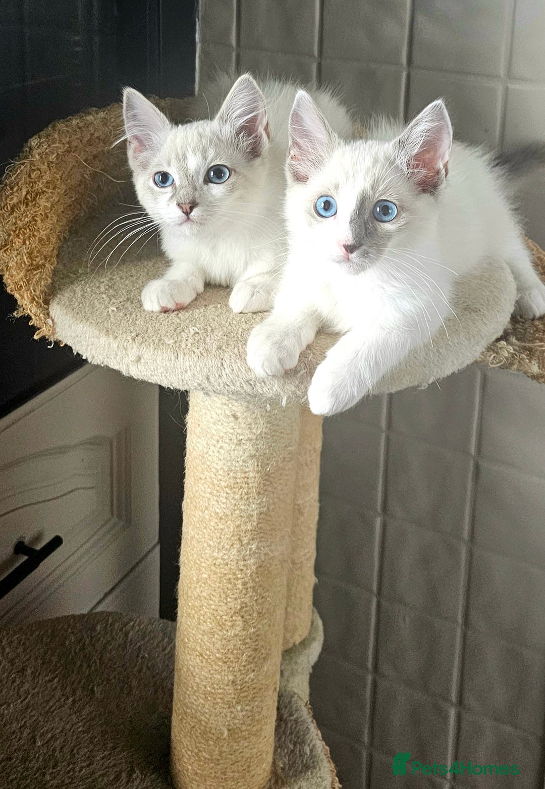 Ragdoll cats for sale: GCCF Pedigree Ragdolls Champion daddy - Image 2