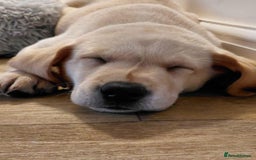 Labrador Retriever dogs for sale: Ready now ***Kc registered labrador retrievers  - Image 12