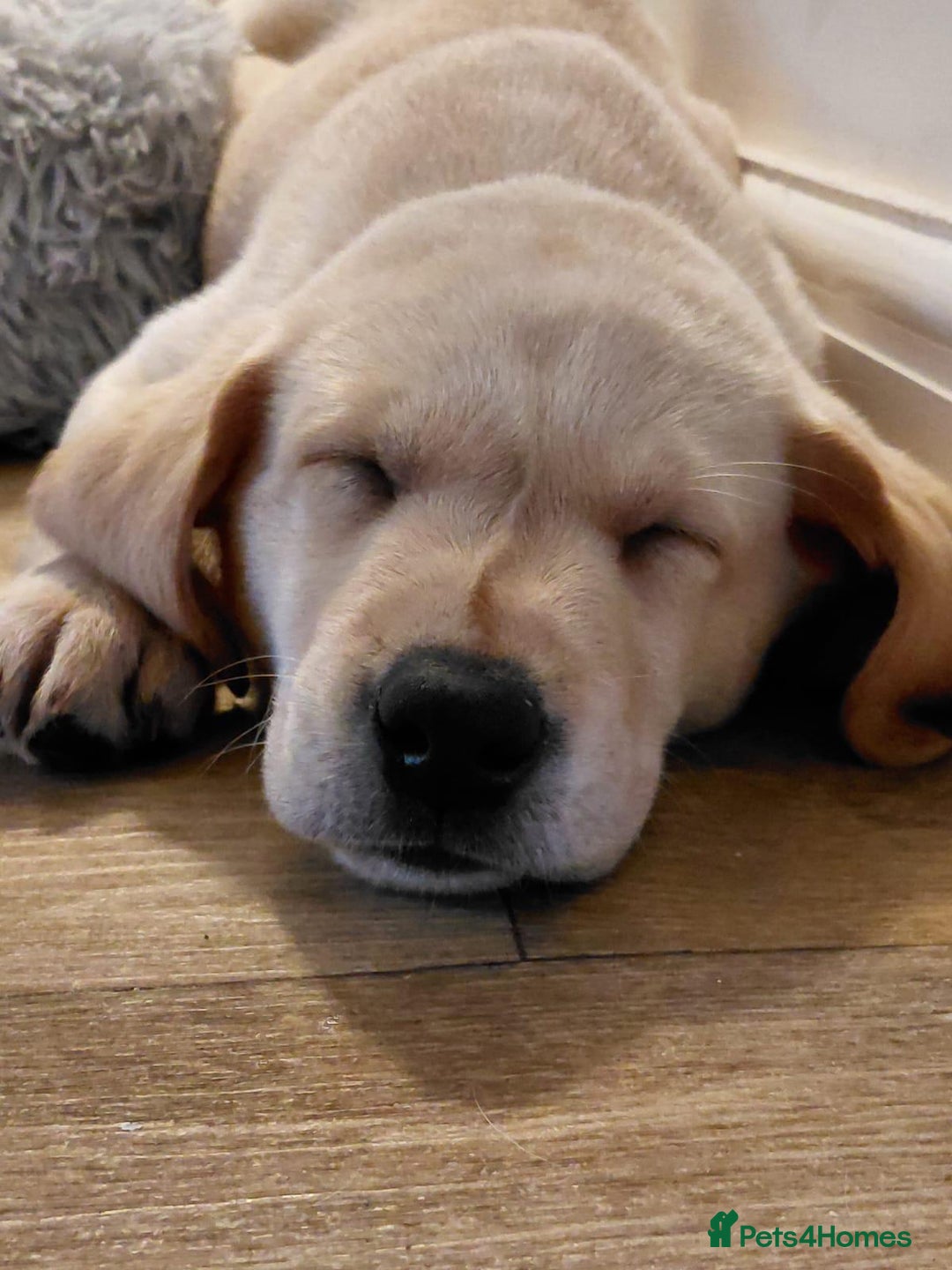Labrador Retriever dogs for sale: Ready now ***Kc registered labrador retrievers  - Image 12
