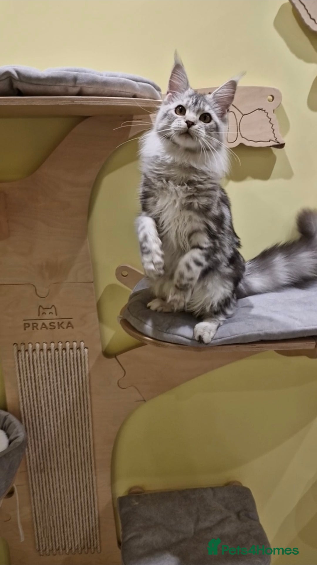 Maine Coon cats for sale: 🌟Exceptional Purebred Maine Coon girls🌟 - Advert 7