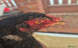 Chickens poultry for sale: 2 pure aseel hens - Image 3