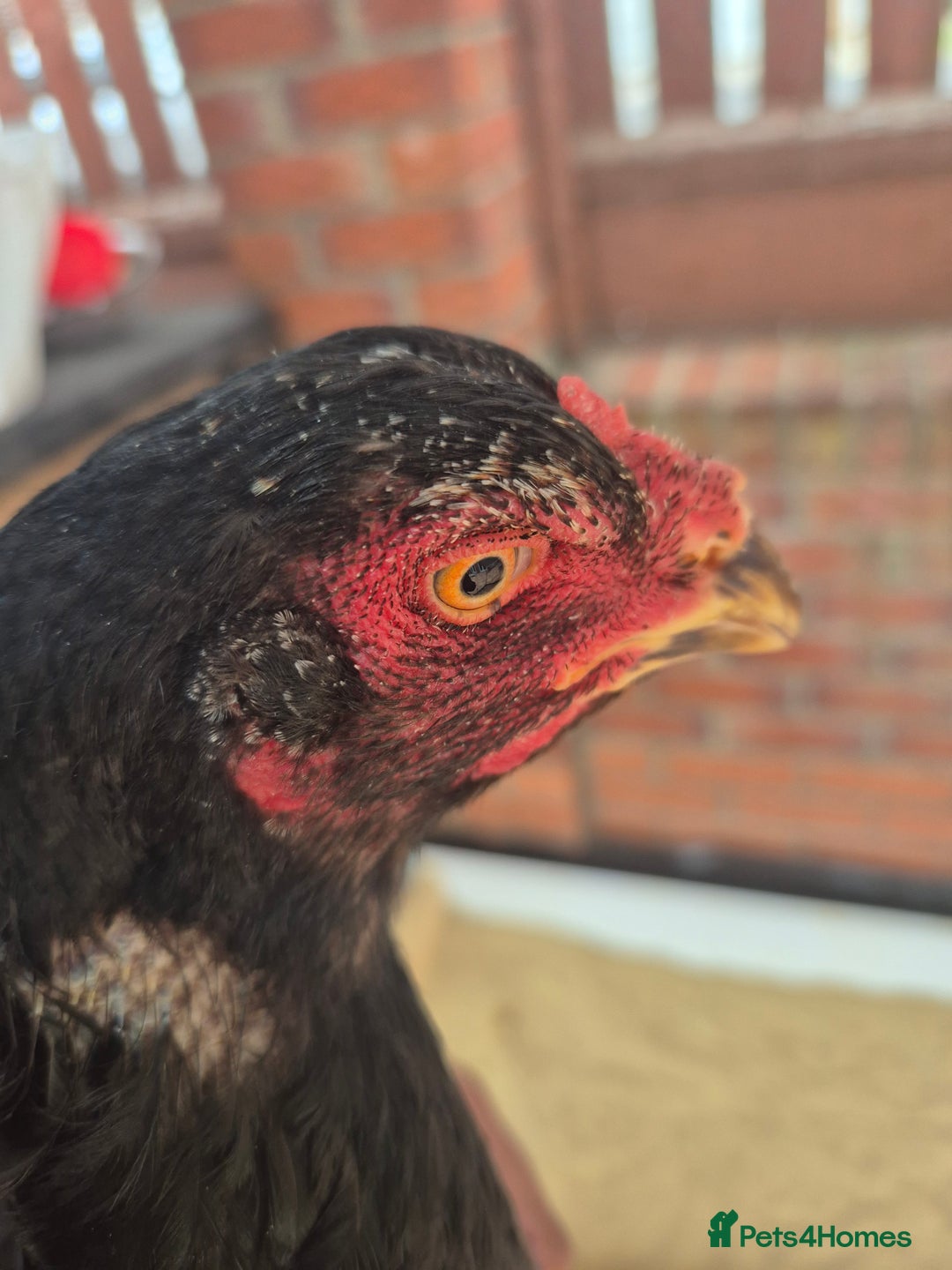 Chickens poultry for sale: 2 pure aseel hens - Image 3