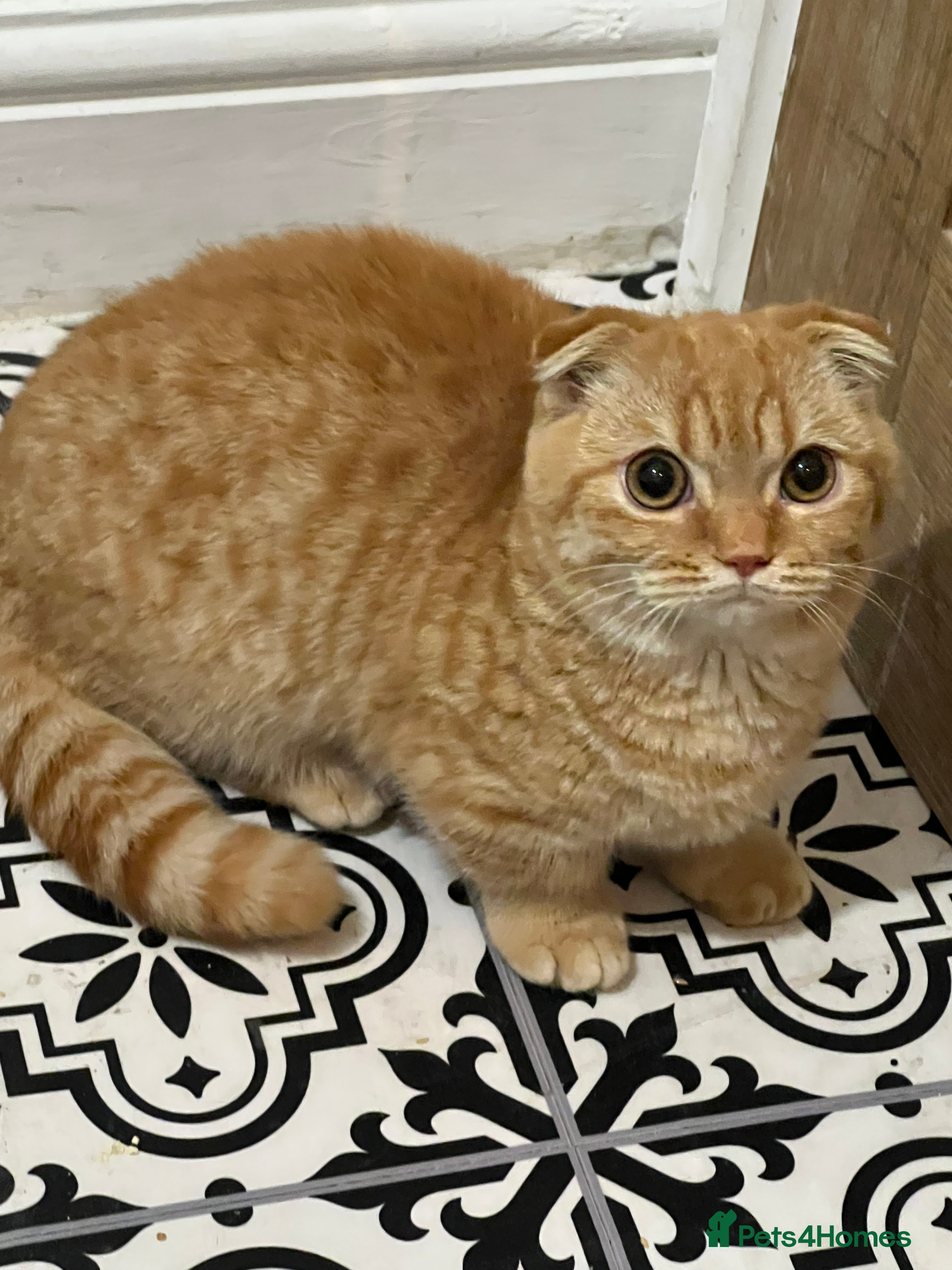 Munchkin cats Exceptional Quality & Extremely Rare Silver Minuet - Advert 9