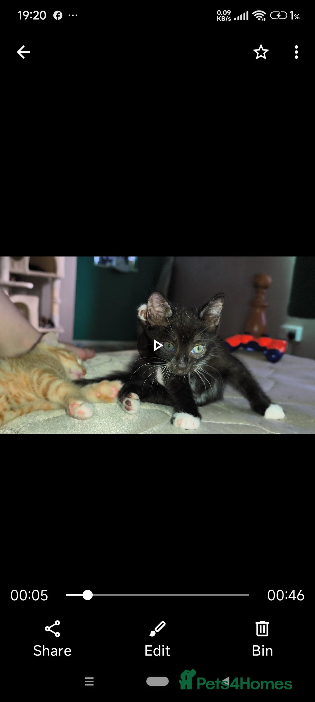Mixed Breed cats for sale: 4 beautiful kittens - Image 17