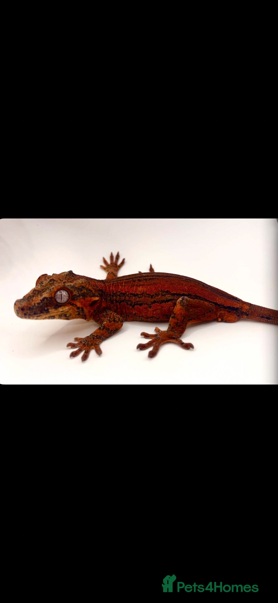 Gecko reptiles Various geckos available can come with full setup  - Advert 8