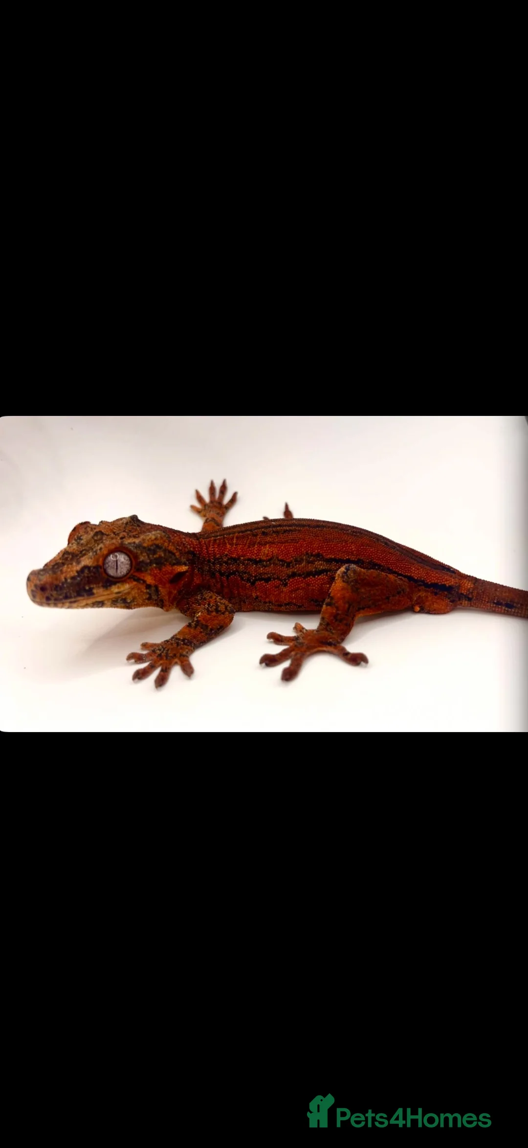 Gecko reptiles for sale: Various geckos available can come with full setup  - Advert 1