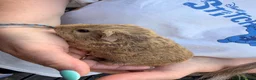 Guinea Pig rodents for sale: Last 4 left, next litter ready to leave 13th july - Advert 4