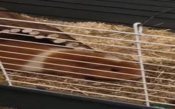 Guinea Pig rodents for sale: 2 male Guinea pigs - Image 1