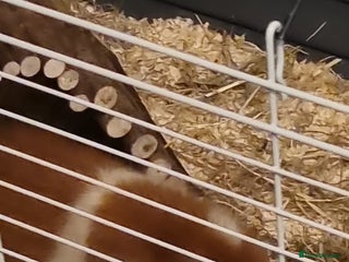Guinea Pig rodents for sale - Advert 1