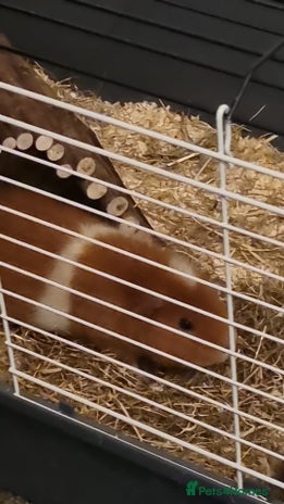 Guinea Pig rodents - Advert 1