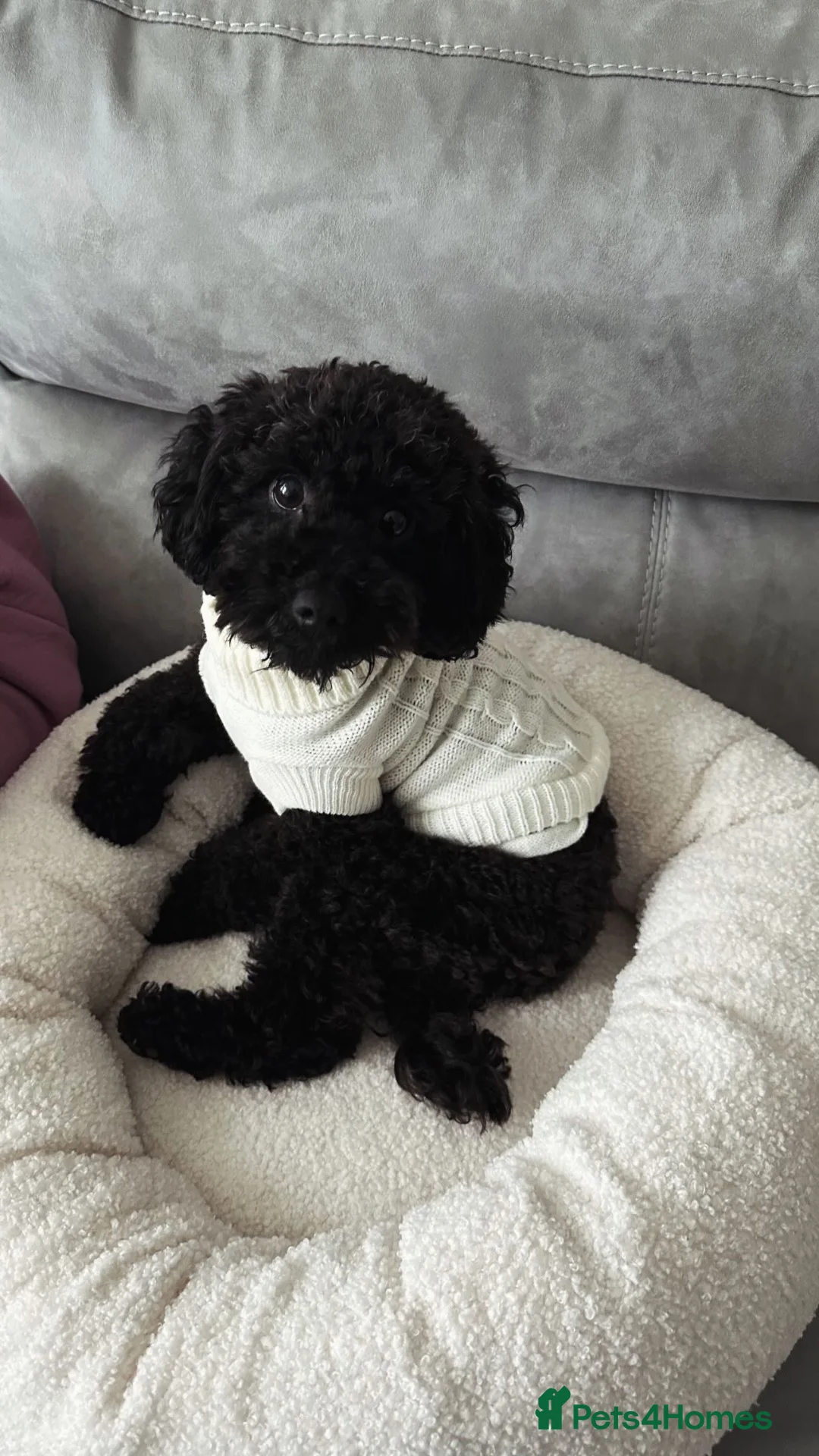 Toy Poodle dogs for sale: Narla is looking for a loving home in Enfield - Advert 1