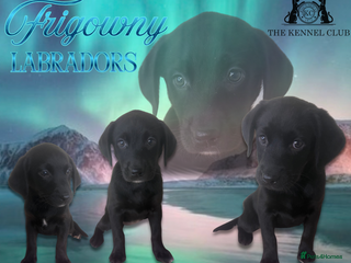 Labrador Retriever dogs 🖤 Quality KC Reg Black Lab Girls 🖤 - Advert 2